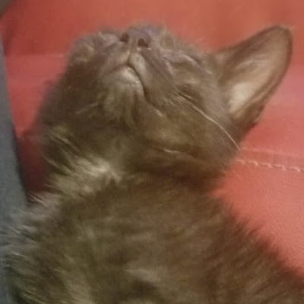 Meet your Posher, Henry